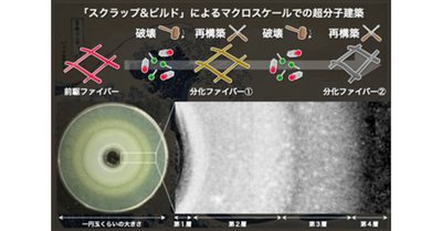 【生医工化学領域】生物に倣うスクラップ&ビルドの超分子建築 ―進行波による人工ソフト材料の空間制御―