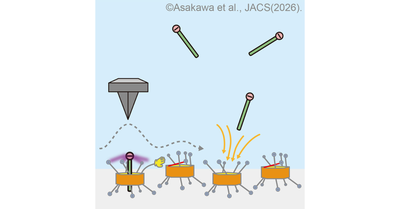 【材料・分子システム化学領域】環状分子の“協同作業”を可視化することに成功