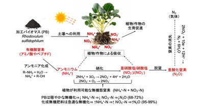 【材料・分子システム化学領域】環境フレンドリーな微生物由来窒素肥料を開発 －海洋性紅色光合成細菌の窒素肥料効果と環境負荷の解明－