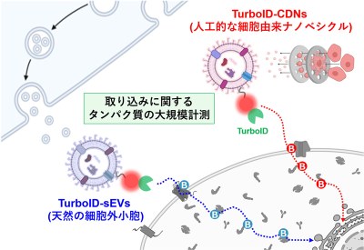 【生医工化学領域】見た目はそっくりでも細胞への侵入経路は違う―人工ナノ粒子と、細胞が自然に放出する小胞の違いをタンパク質から読み解く―
