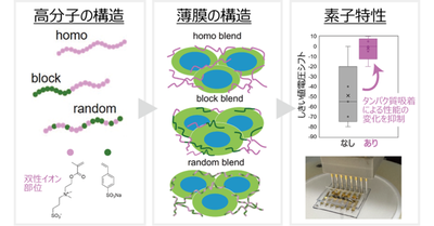 【材料・分子システム化学領域】抗付着性の生体センサー用高分子材料を開発 ―高分子の設計が膜構造と「汚れにくさ」を左右―