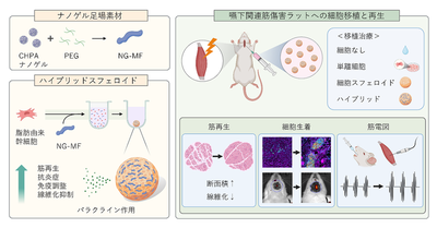 【生医工化学領域】多糖ファイバー融合スフェロイドによる筋再生 ―材料が細胞機能を再設計する再生医療―